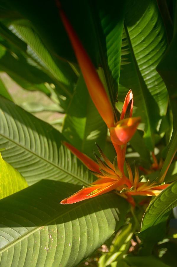 Soul Sync Sanctuary Formally Hacienda La Moringa Apartment Playa Hermosa  Exterior foto